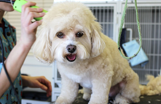 Comment entretenir le pelage de son chien en toute saison ? Comment entretenir le pelage de son chien en toute saison ?